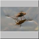 Gerridae - Wasserlaeufer 02.jpg